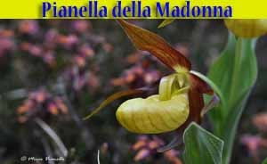 Pianella della Madonna - Cypripedium calceolus - flora di Livigno Pianella della Madonna - Cypripedium calceolus - flora di Livigno