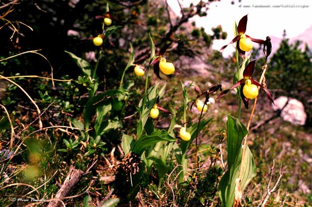 Flora di Livigno - Pianella della Madonna - Cypripedium calceolus Flora di Livigno - Pianella della Madonna - Cypripedium calceolus