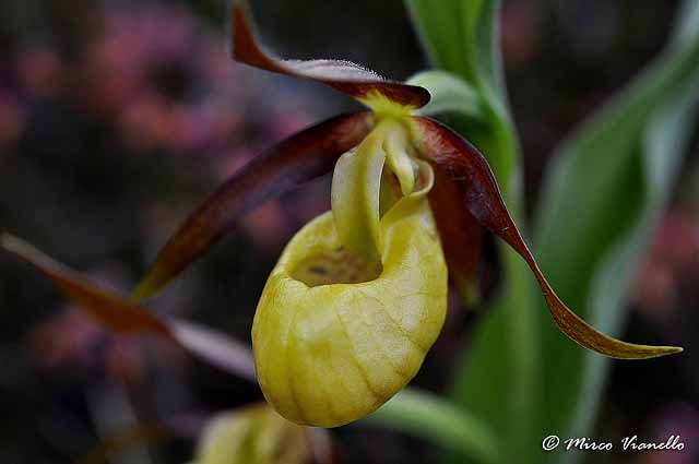 Flora di Livigno - Pianella della Madonna - Cypripedium calceolus Flora di Livigno - Pianella della Madonna - Cypripedium calceolus