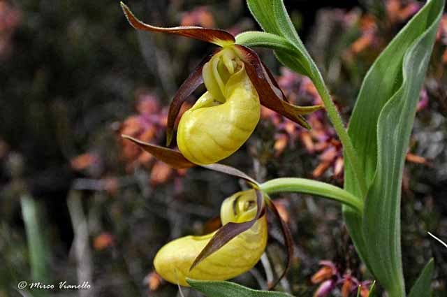 Flora di Livigno - Pianella della Madonna - Cypripedium calceolus Flora di Livigno - Pianella della Madonna - Cypripedium calceolus