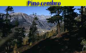Pino cembro - Cirmolo - Pinus cembra - flora - alberi di Livigno