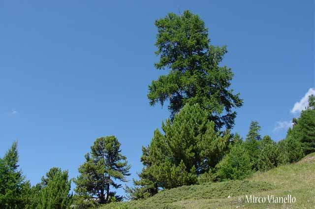 Flora di Livigno: Alberi - Pino cembro - Cirmolo - Pinus cembra 