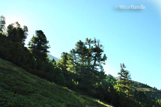 Pino cembro - Cirmolo - Pinus cembra - Flora di Livigno: Alberi - Flora di Livigno: Alberi - Pino cembro - Cirmolo - Pinus cembra