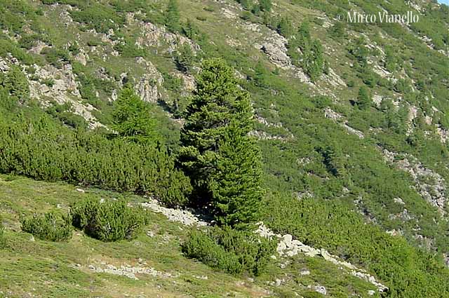 Flora di Livigno: Alberi - Pino cembro - Cirmolo - Pinus cembra 