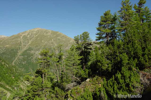 Flora di Livigno: Alberi - Pino cembro - Cirmolo - Pinus cembra 