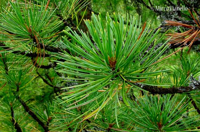 Flora di Livigno: Alberi - Pino cembro - Cirmolo - Pinus cembra 