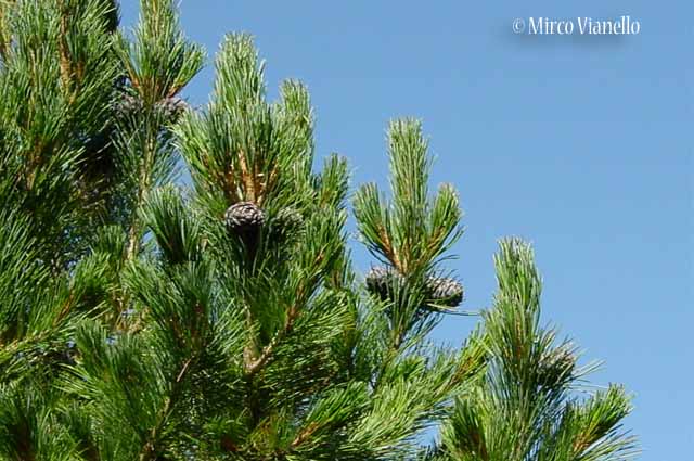 Pino cembro - Cirmolo - Pinus cembra - Flora di Livigno: Alberi - Flora di Livigno: Alberi - Pino cembro - Cirmolo - Pinus cembra