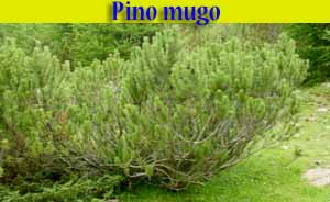 Pino mugo - Pinus mugo - flora - alberi di Livigno