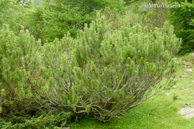 Flora di Livigno: Alberi - Pino mugo - Pinus mugo 