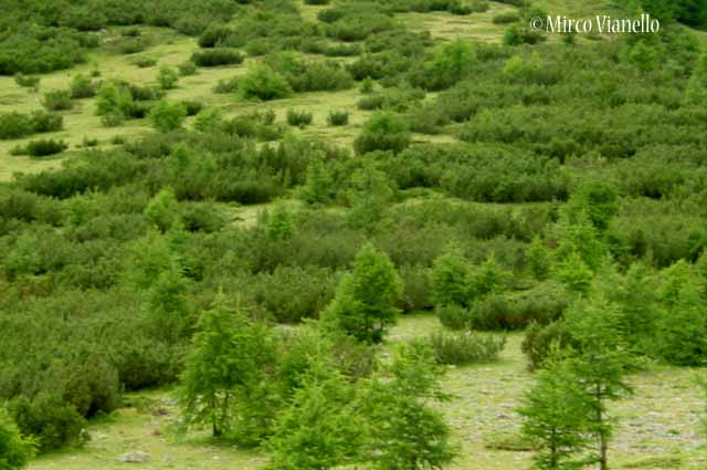 Pino mugo - Pinus mugo - Flora di Livigno: Alberi - Flora di Livigno: Alberi - Pino mugo - Pinus mugo