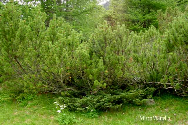 Flora di Livigno: Alberi - Pino mugo - Pinus mugo 