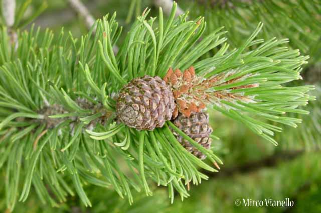 Flora di Livigno: Alberi - Pino mugo - Pinus mugo 