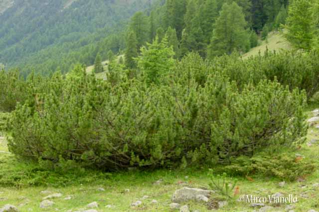 Flora di Livigno: Alberi - Pino mugo - Pinus mugo 