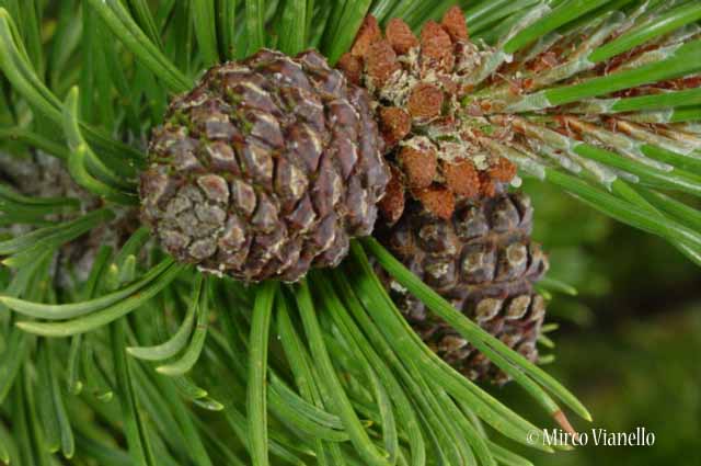 Flora di Livigno: Alberi - Pino mugo - Pinus mugo 