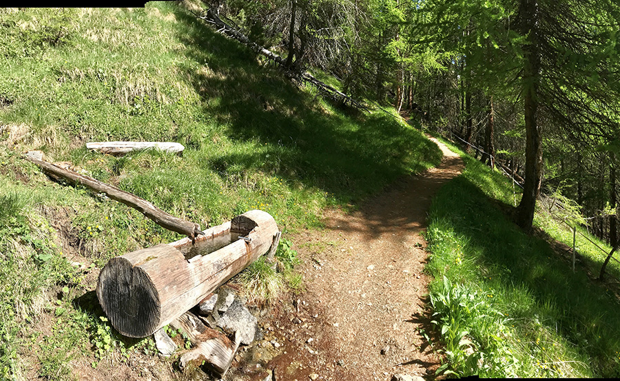 Il sentiero dopo la segnaletica è tutto nel bosco Il sentiero dopo la segnaletica è tutto nel bosco