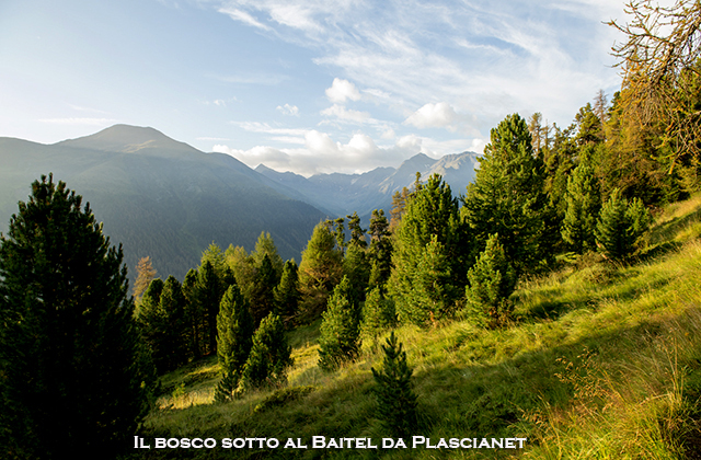 il bosco sotto al baitel da plascianet il bosco sotto al baitel da plascianet