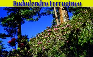 Rododendro ferrugineo - Rhododendron ferrugineum - flora di Livigno Rododendro ferrugineo - Rhododendron ferrugineum - flora di Livigno