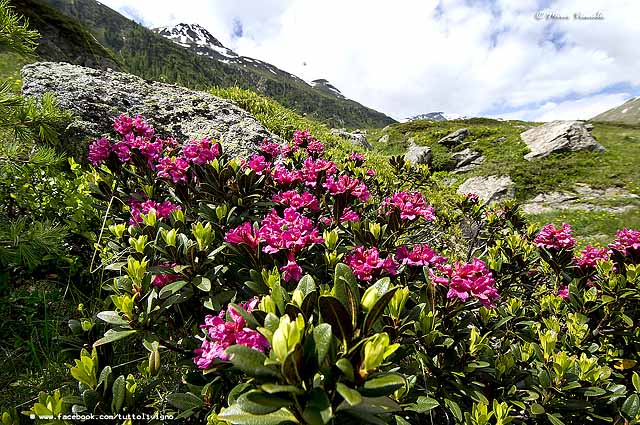 Flora di Livigno - Rododendro ferrugineo - Rhododendron ferrugineum Flora di Livigno - Rododendro ferrugineo - Rhododendron ferrugineum
