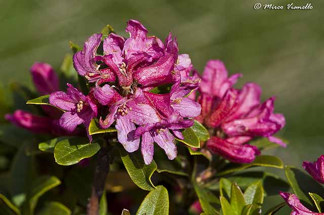 Flora di Livigno - Rododendro ferrugineo - Rhododendron ferrugineum Flora di Livigno - Rododendro ferrugineo - Rhododendron ferrugineum