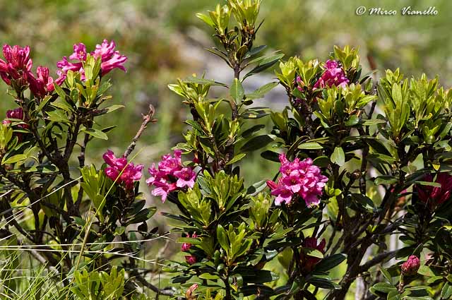 Flora di Livigno - Rododendro ferrugineo - Rhododendron ferrugineum Flora di Livigno - Rododendro ferrugineo - Rhododendron ferrugineum