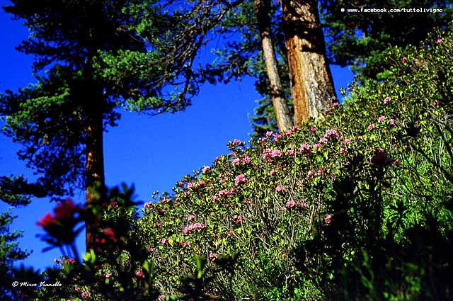 Flora di Livigno - Rododendro ferrugineo - Rhododendron ferrugineum Flora di Livigno - Rododendro ferrugineo - Rhododendron ferrugineum