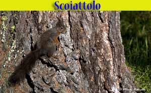 Scoiattolo - Sciurus vulgaris - animali selvatici di di Livigno