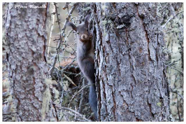 Scoiattolo - Sciurus vulgaris - uno grigio attaccato alla corteccia Fauna di Livigno - Scoiattolo - Sciurus vulgaris - grigio