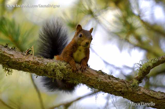 Scoiattolo - Sciurus vulgaris - dal manto rossiccio appollaiato su di un ramo Fauna di Livigno - Scoiattolo - Sciurus vulgaris - rossiccio
