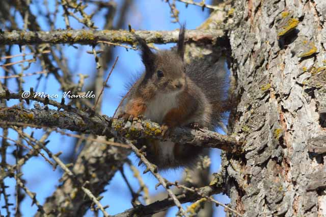 Scoiattolo - Sciurus vulgaris - grigio rossastro osserva da un ramo Fauna di Livigno - Scoiattolo - Sciurus vulgaris - grigio rossastro