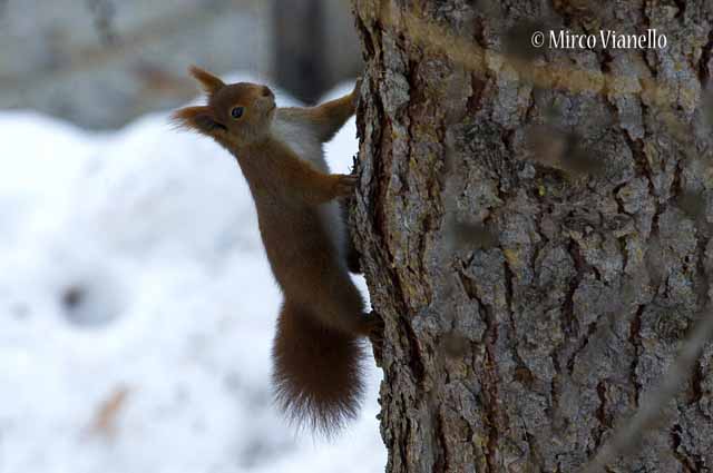 Scoiattolo - Sciurus vulgaris - rosso in inverno . lo scoiattolo rosso é specie autoctona Fauna di Livigno - Scoiattolo - Sciurus vulgaris - rosso in inverno