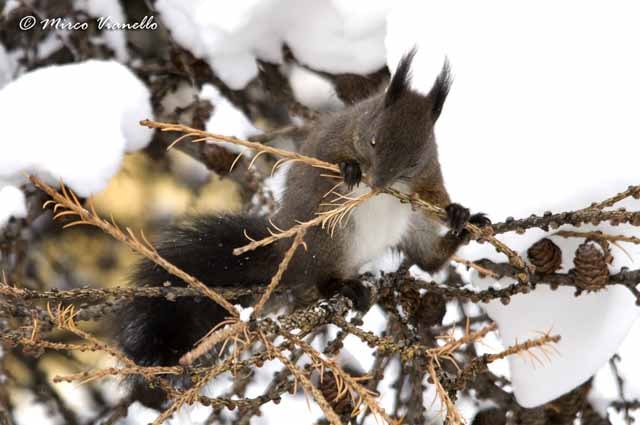 Fauna di Livigno - Scoiattolo - Sciurus vulgaris - inverno - si ciba di vecchie gemme del larice