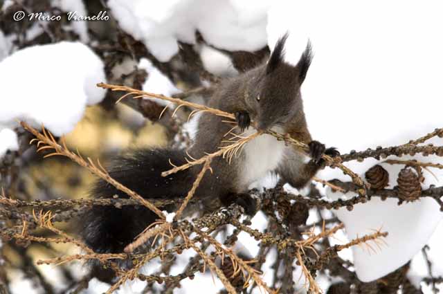 Scoiattolo - Sciurus vulgaris - in inverno si ciba anche di vecchie gemme del larice Fauna di Livigno - Scoiattolo - Sciurus vulgaris - inverno - si ciba di vecchie gemme del larice