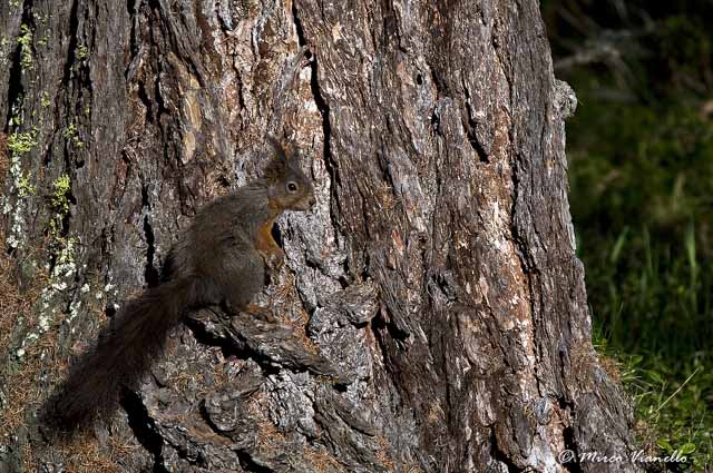 Scoiattolo - Sciurus vulgaris - il colore dello scoiattolo grigio si mimetizza bene con la corteccia degli alberi Fauna di Livigno - Scoiattolo - Sciurus vulgaris - mimetizzato con la corteccia