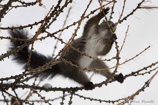 Scoiattolo - Sciurus vulgaris - equilibrismi su sottili rami secchi per cibarsi Fauna di Livigno - Scoiattolo - Sciurus vulgaris - acrobazie per cibarsi