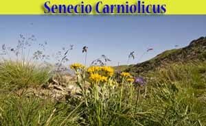 Senecio della Carnia - Senecio carniolicus - flora di Livigno Senecio della Carnia - Senecio carniolicus - flora di Livigno