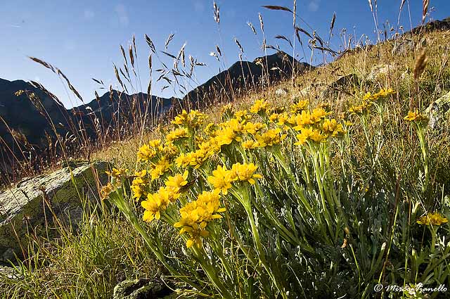 Flora di Livigno - Senecio della Carnia - Senecio carniolicus Flora di Livigno - Senecio della Carnia - Senecio carniolicus