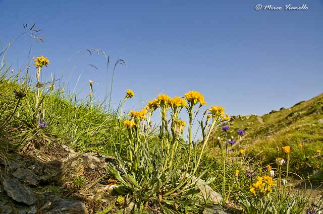 Flora di Livigno - Senecio della Carnia - Senecio carniolicus Flora di Livigno - Senecio della Carnia - Senecio carniolicus