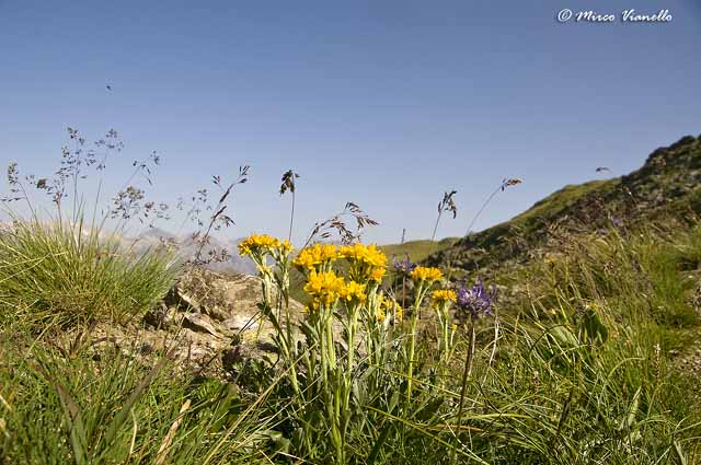 Flora di Livigno - Senecio della Carnia - Senecio carniolicus Flora di Livigno - Senecio della Carnia - Senecio carniolicus