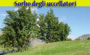 Sorbo degli uccellatori - Sorbus aucuparia L. - flora - alberi di Livigno Sorbo degli uccellatori - Sorbus aucuparia L. - flora - alberi di Livigno