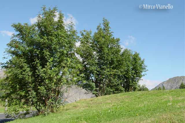 Sorbo degli uccellatori - Sorbus aucuparia L. - Flora di Livigno: Alberi Flora di Livigno: Alberi - Sorbo degli uccellatori - Sorbus aucuparia L.