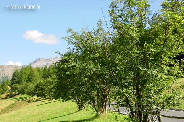 Sorbo degli uccellatori - Sorbus aucuparia L. - Flora di Livigno: Alberi Flora di Livigno: Alberi - Sorbo degli uccellatori - Sorbus aucuparia L.