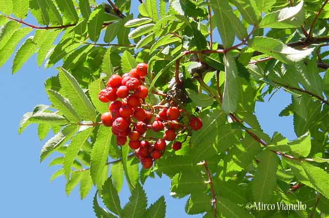 Flora di Livigno: Alberi - Sorbo degli uccellatori - Sorbus aucuparia L. 