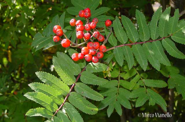 Flora di Livigno: Alberi - Sorbo degli uccellatori - Sorbus aucuparia L. 