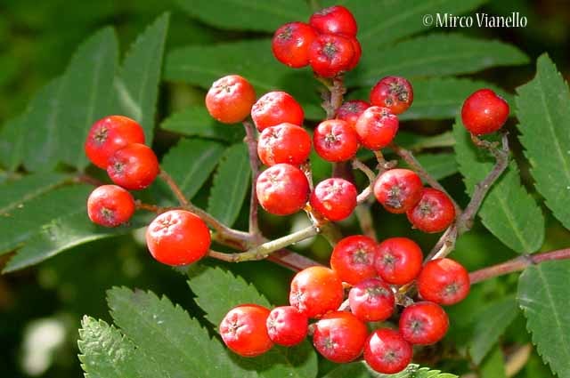 Flora di Livigno: Alberi - Sorbo degli uccellatori - Sorbus aucuparia L. 