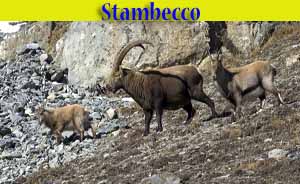 Stambecco - Capra ibex - animali selvatici di di Livigno