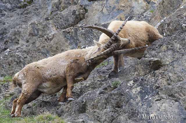 Fauna di Livigno - Stambecco - Capra ibex - due giovani lottano per la gerarchia 