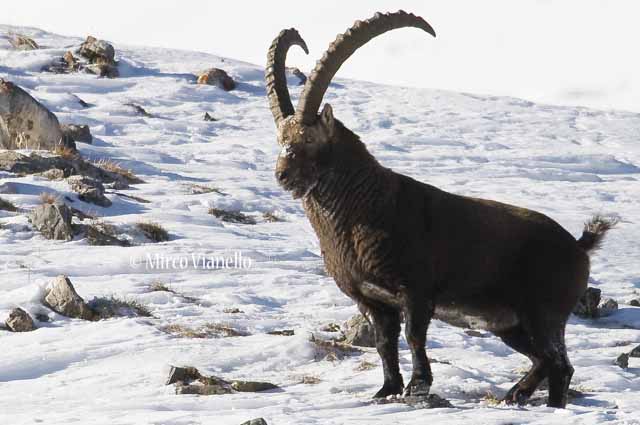 Fauna di Livigno - Stambecco - Capra ibex - Maschio dominante a gennaio