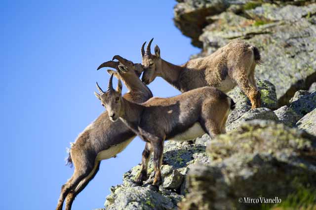 Fauna di Livigno - Stambecco - Capra ibex - femmine 