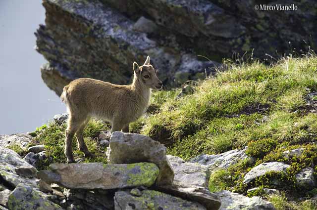 Fauna di Livigno - Stambecco - Capra ibex - piccolo dell'anno precedente 