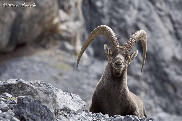 Fauna di Livigno - Stambecco - Capra ibex - adulto maestoso